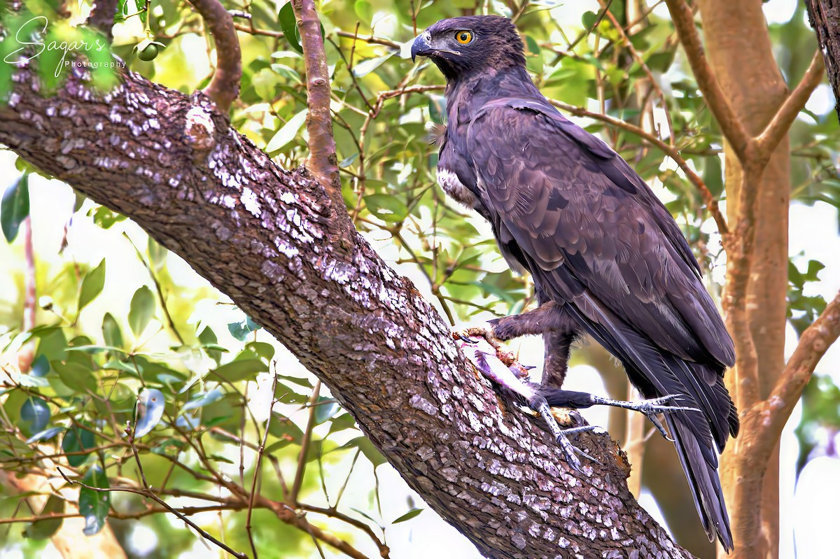 Changeable Hawk-Eagle (Changeable) - ML641701653