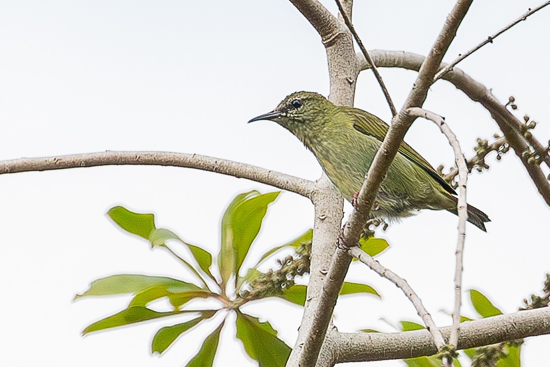 Red-legged Honeycreeper - ML641701655