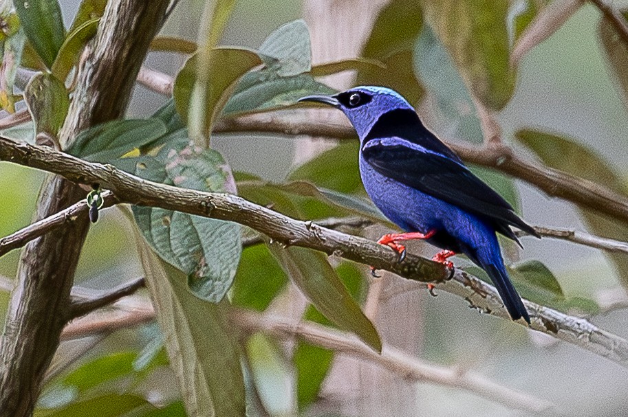 Red-legged Honeycreeper - ML641701656