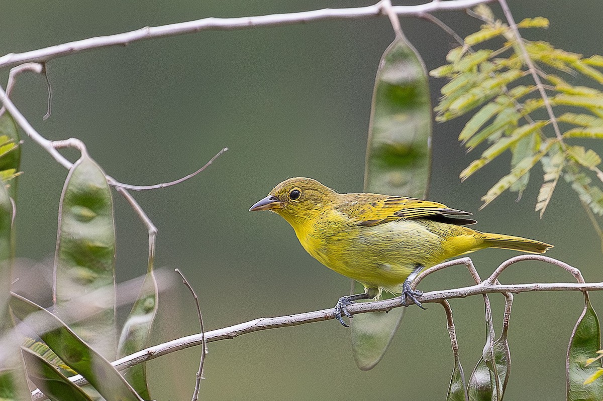 Yellow-backed Tanager - ML641701660