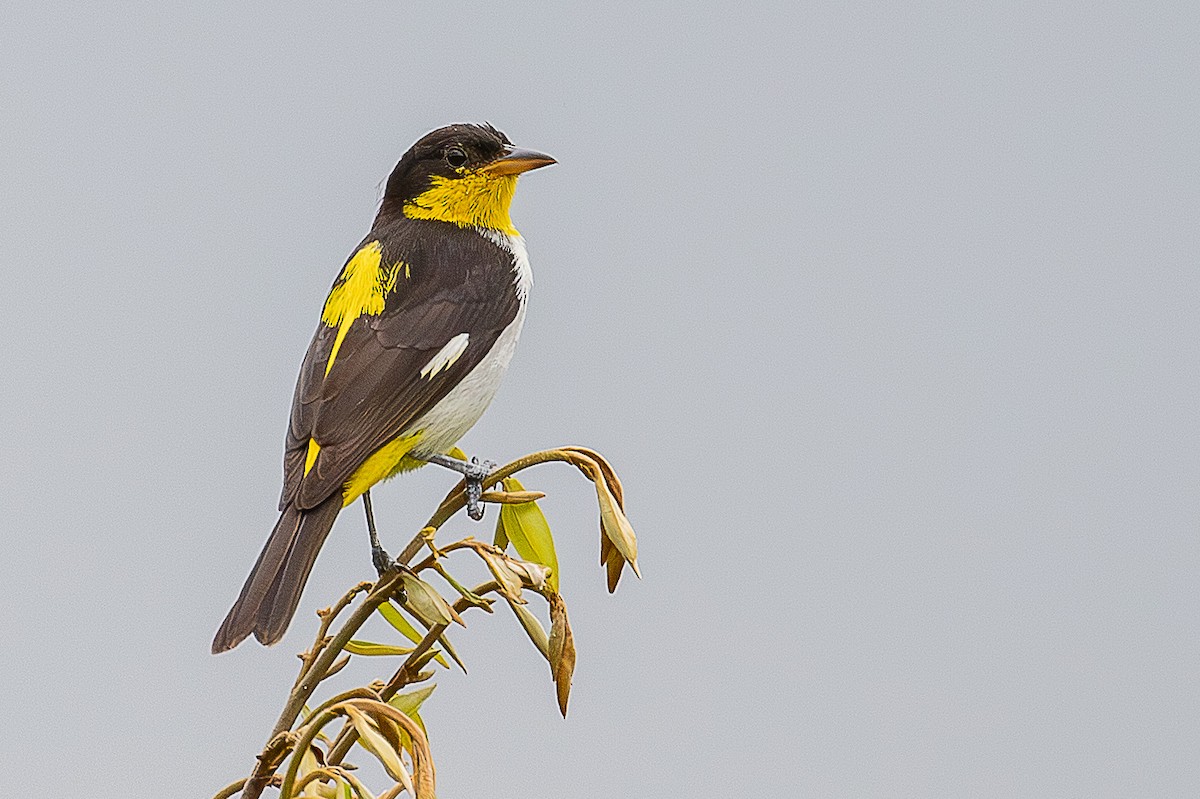 Yellow-backed Tanager - ML641701661
