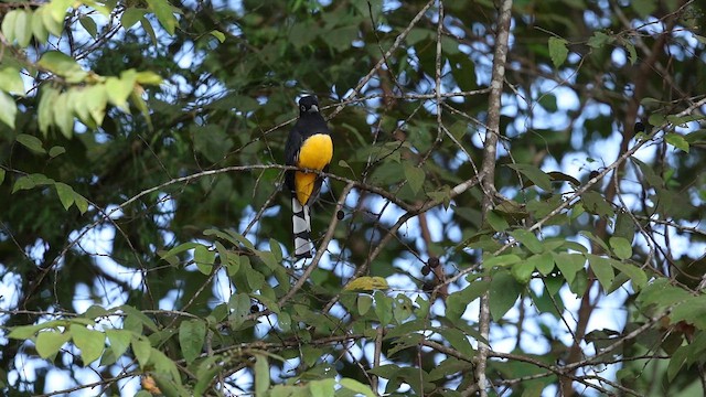 Black-headed Trogon - ML641701662