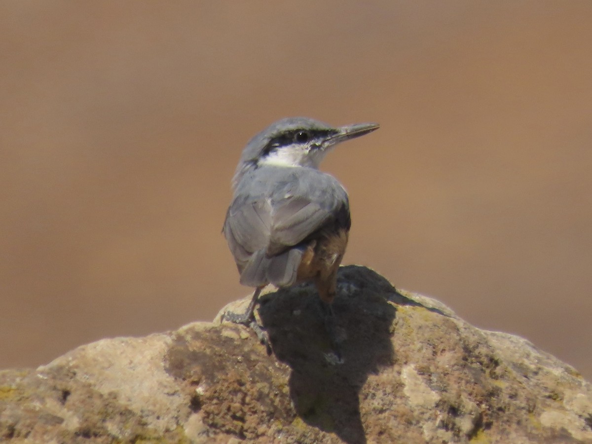 Western Rock Nuthatch - ML641701686
