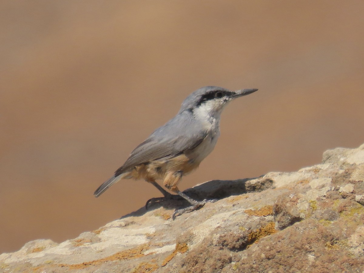 Western Rock Nuthatch - ML641701687