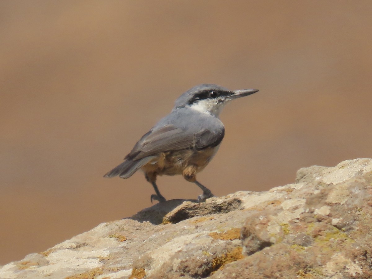 Western Rock Nuthatch - ML641701688