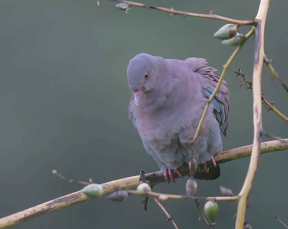 Peruvian Pigeon - ML641701698