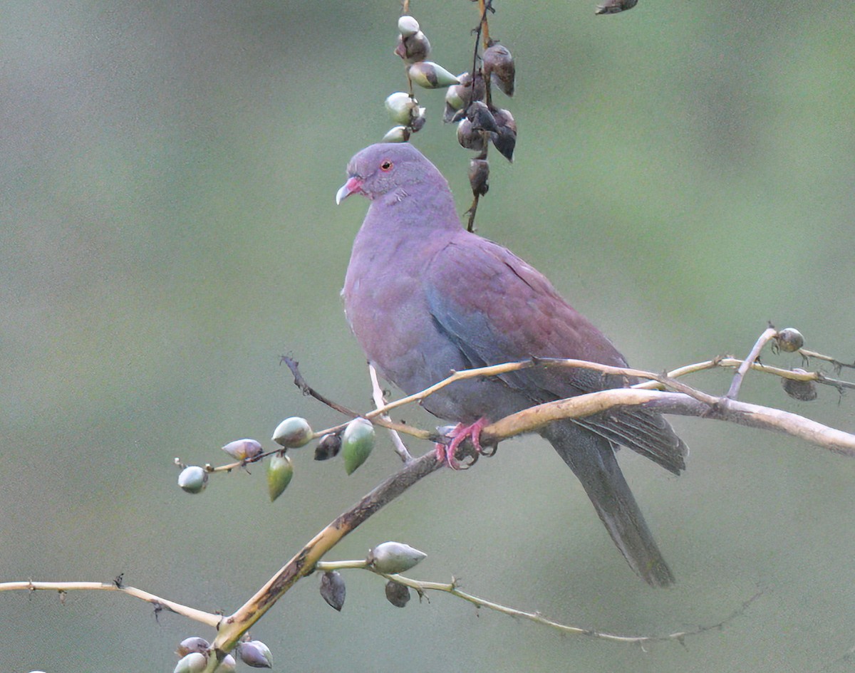 Peruvian Pigeon - ML641701699