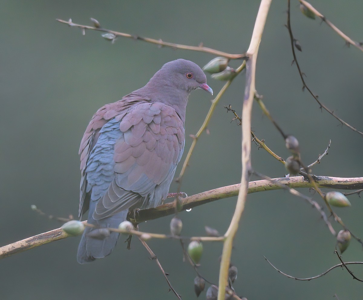 Peruvian Pigeon - ML641701700