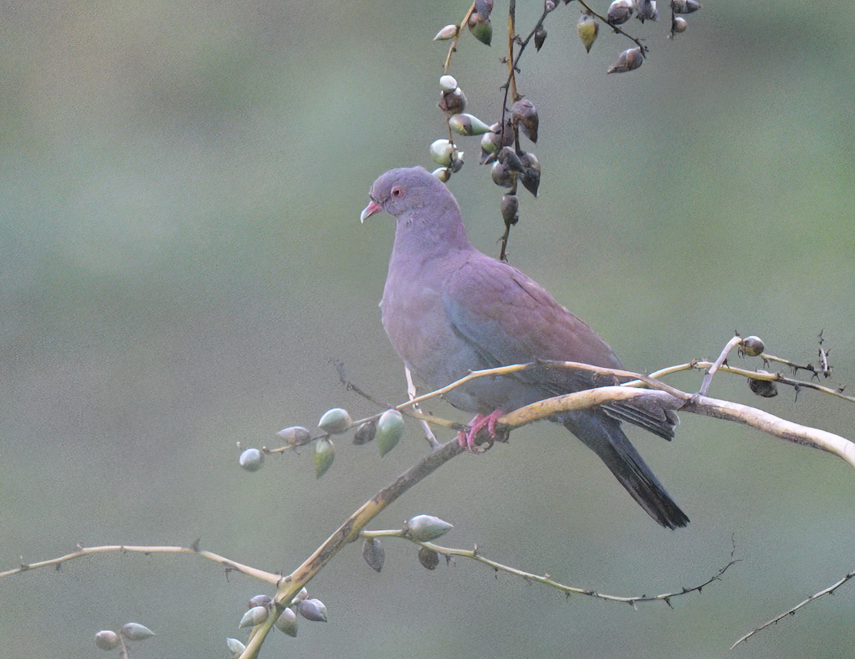 Peruvian Pigeon - ML641701701