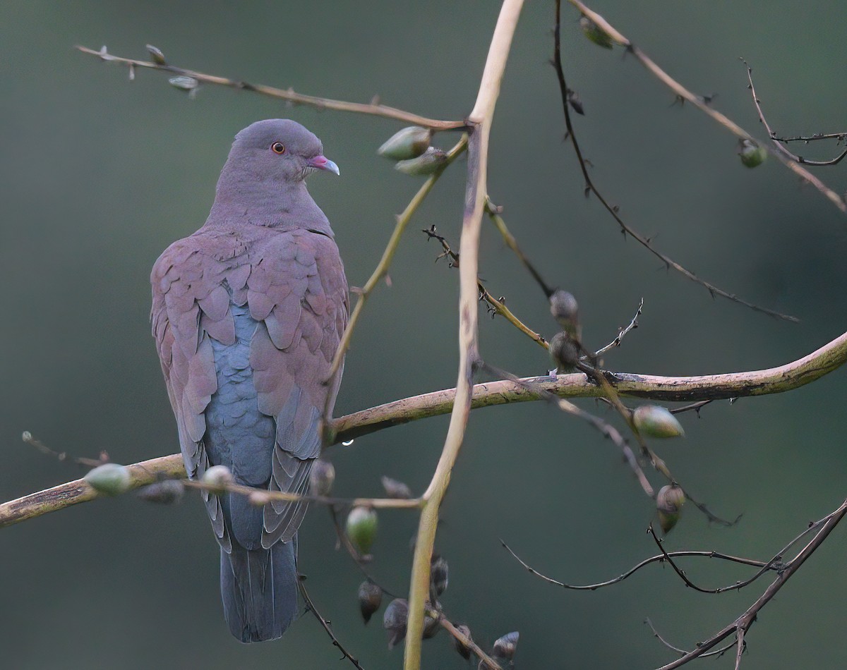 Peruvian Pigeon - ML641701702