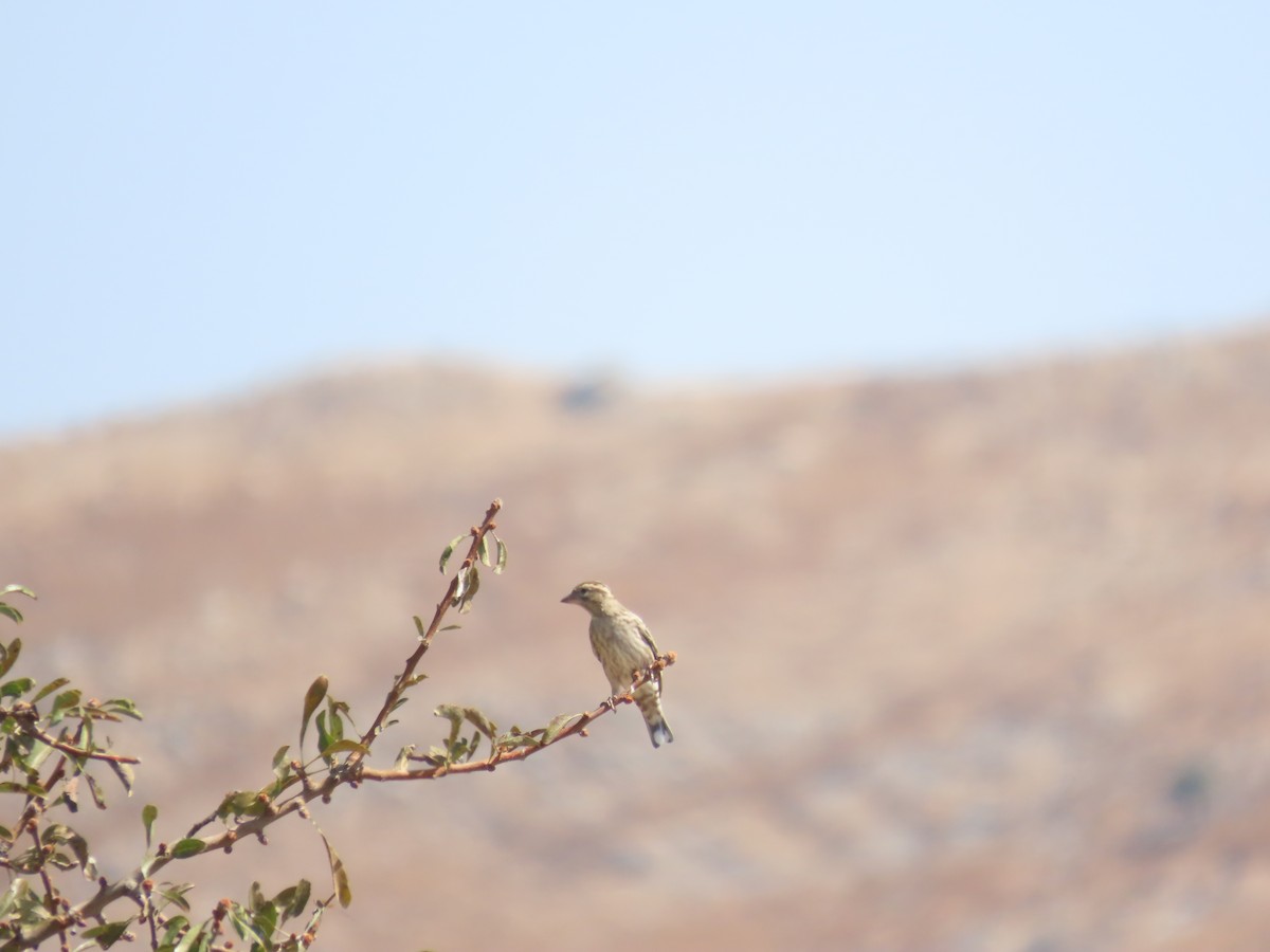 Rock Sparrow - ML641701704