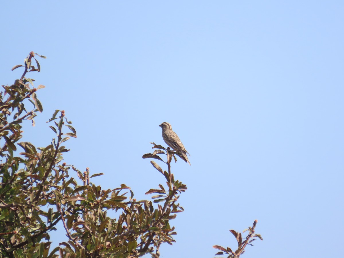 Rock Sparrow - ML641701707