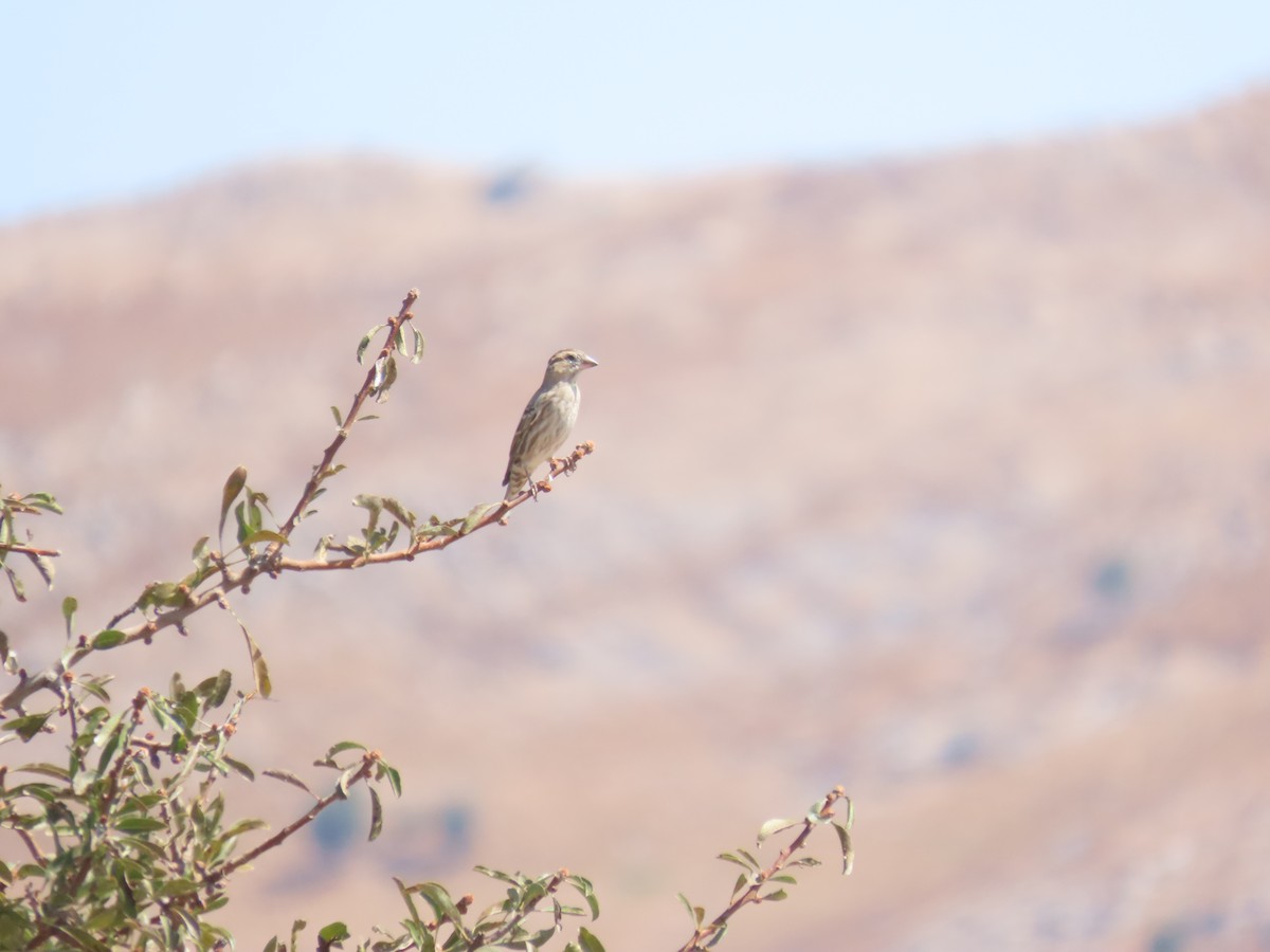 Rock Sparrow - ML641701708