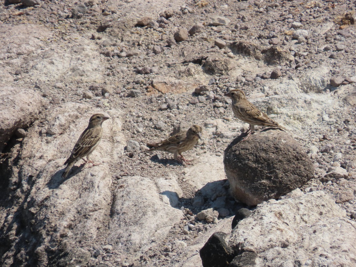 Rock Sparrow - ML641701709