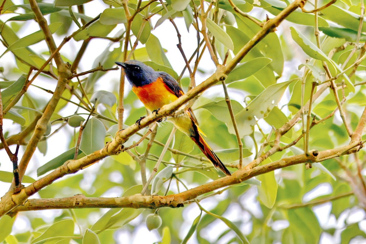 Small Minivet - ML641701733
