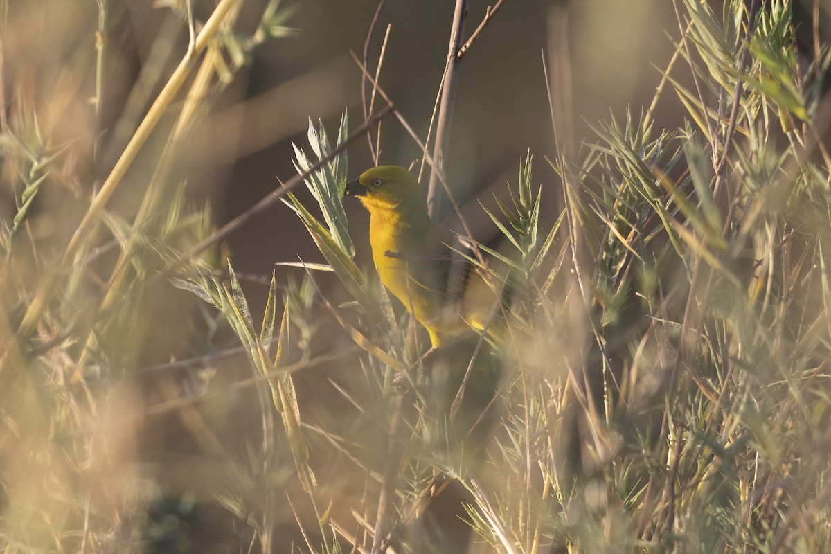 Holub's Golden-Weaver - ML641701752