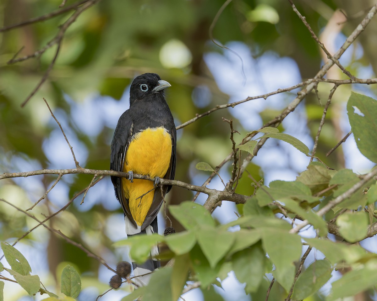 Black-headed Trogon - ML641701761