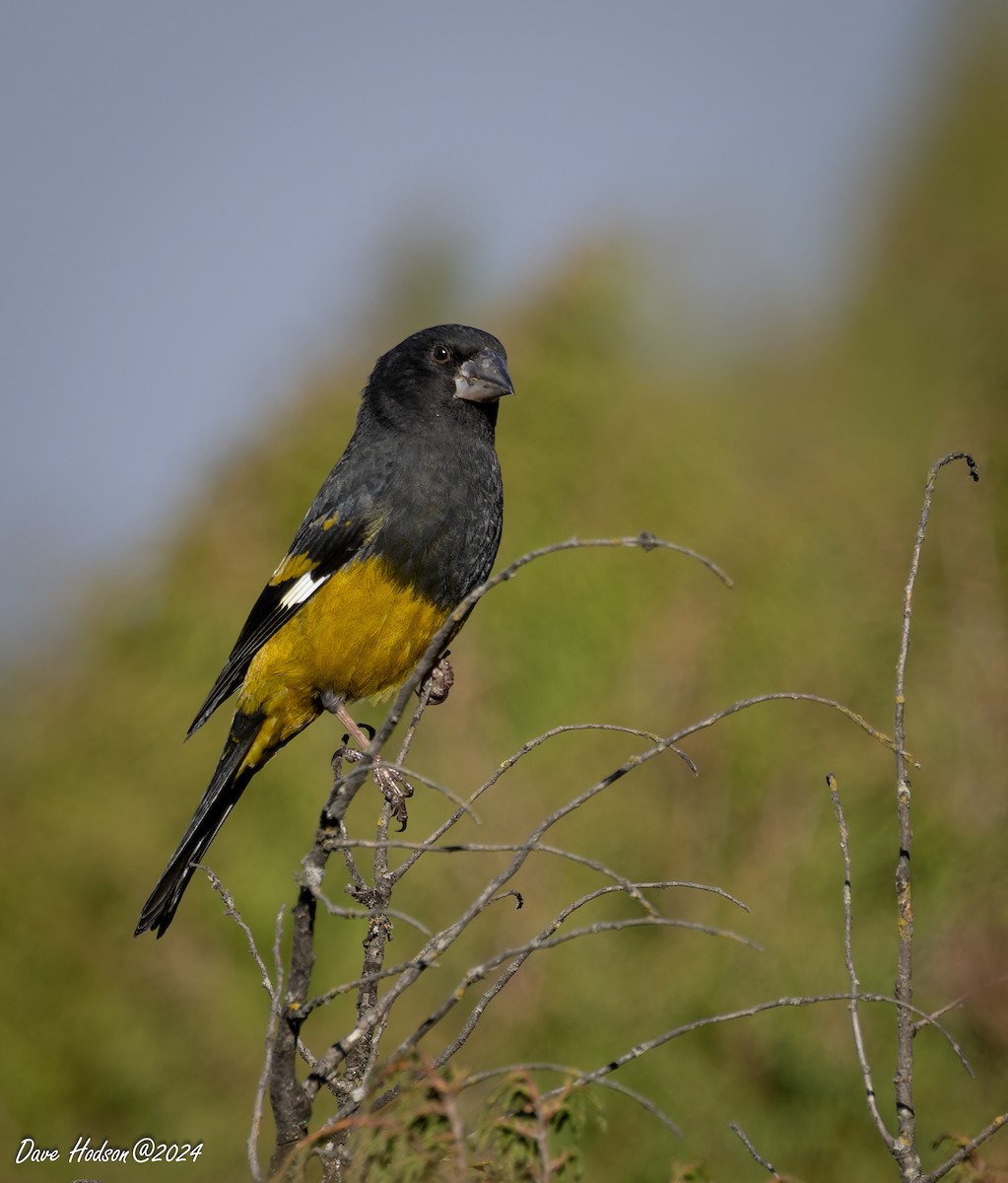 White-winged Grosbeak - ML641701766