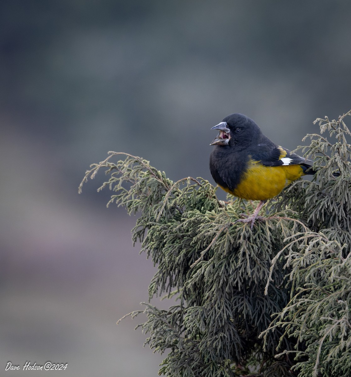 White-winged Grosbeak - ML641701767