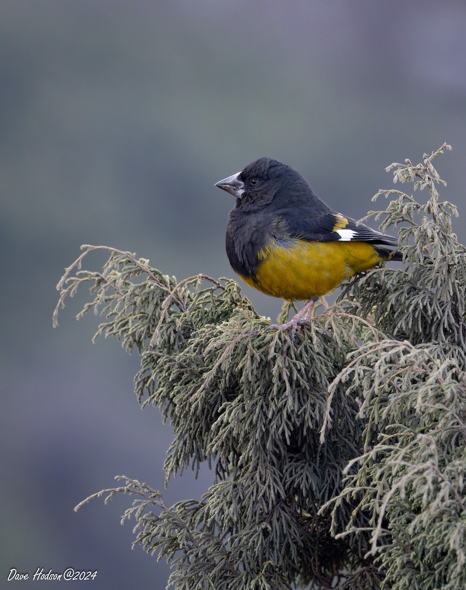 White-winged Grosbeak - ML641701768