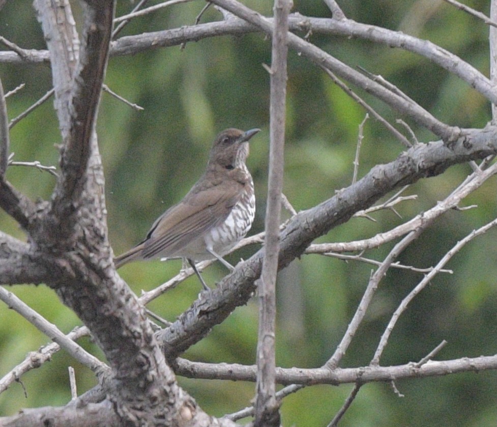 Marañon Thrush - ML641701773