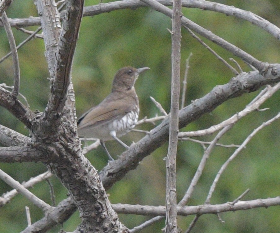 Marañon Thrush - ML641701774