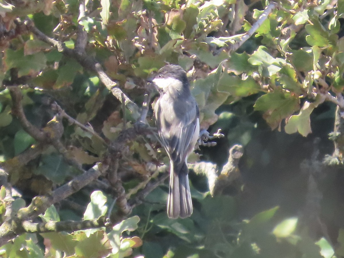 Mésange lugubre - ML641701816