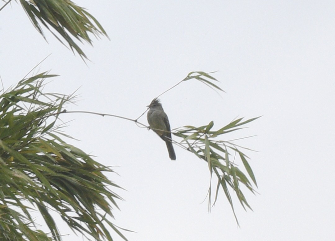 Yellow-bellied Elaenia - ML641701847