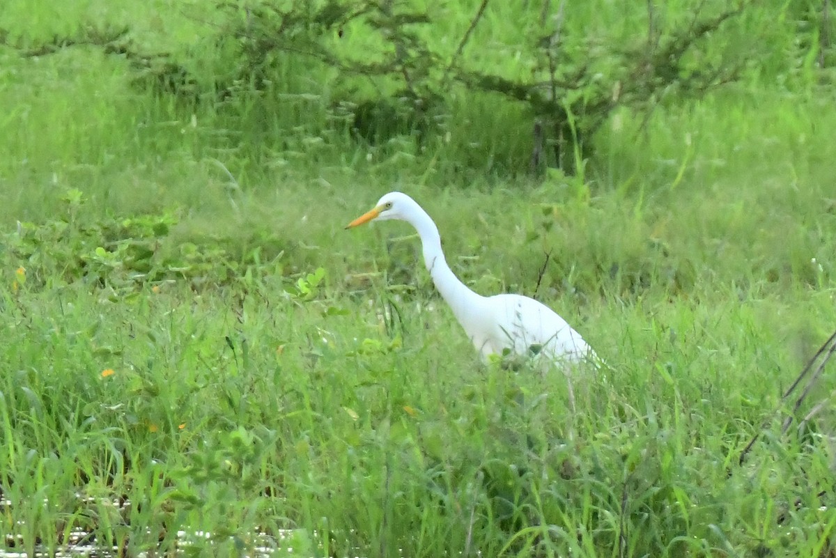 Yellow-billed Egret - ML641701862