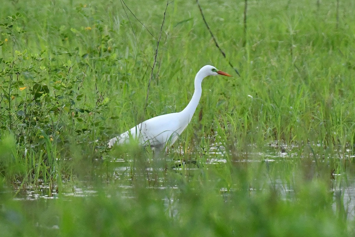 Yellow-billed Egret - ML641701865