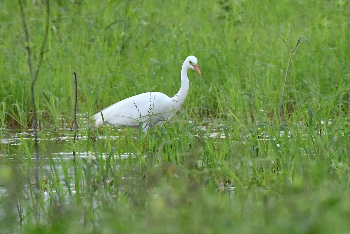 Yellow-billed Egret - ML641701868