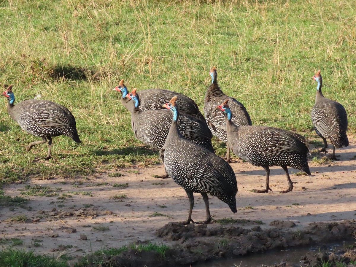 Helmeted Guineafowl - ML641701878