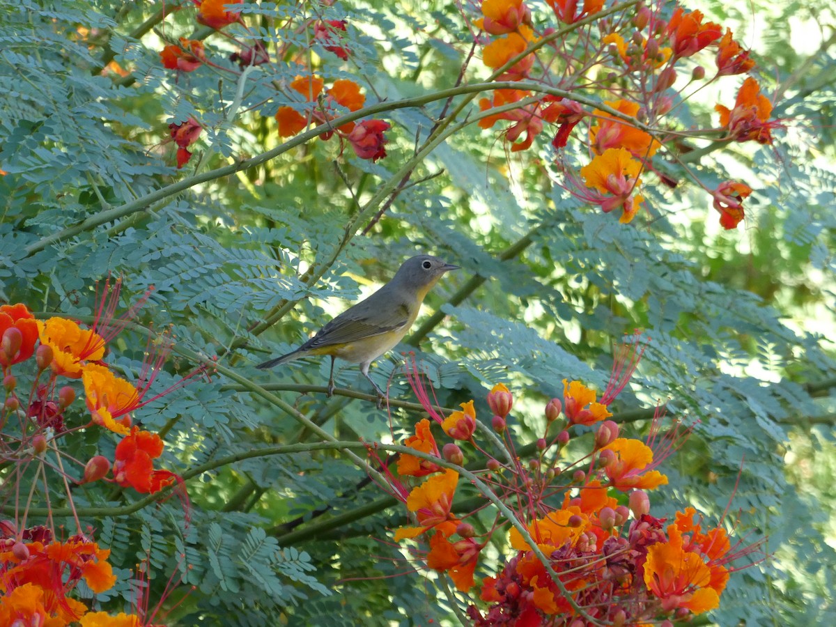 Nashville Warbler - ML641701946