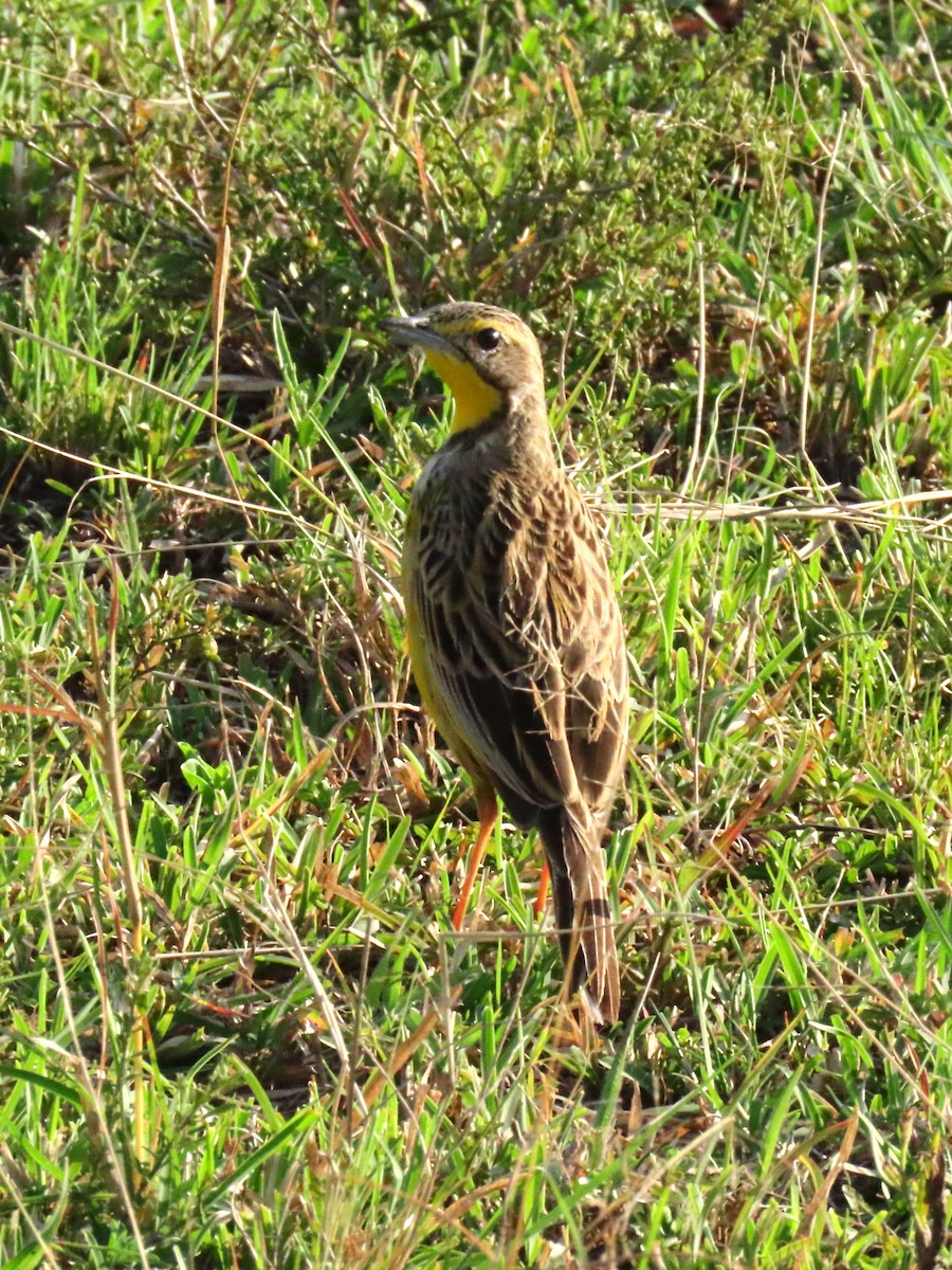 Yellow-throated Longclaw - ML641701947