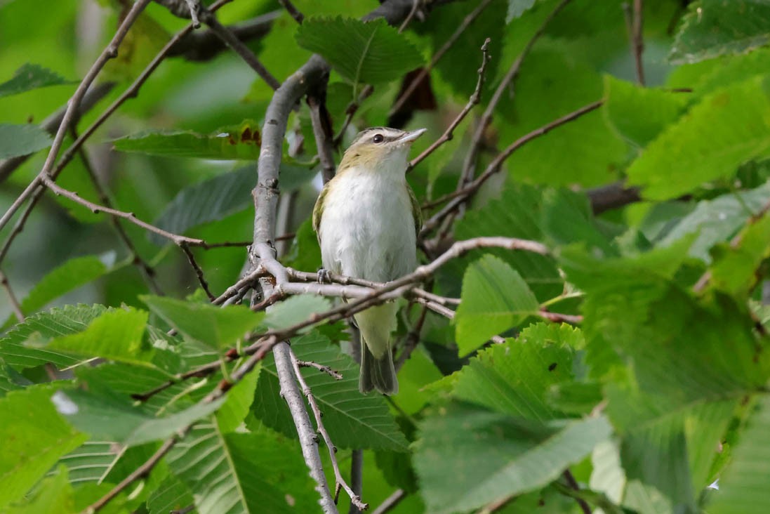 Vireo occhirossi - ML641702030