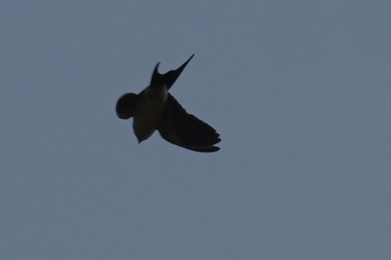 Dusky Crag-Martin - ML641702042