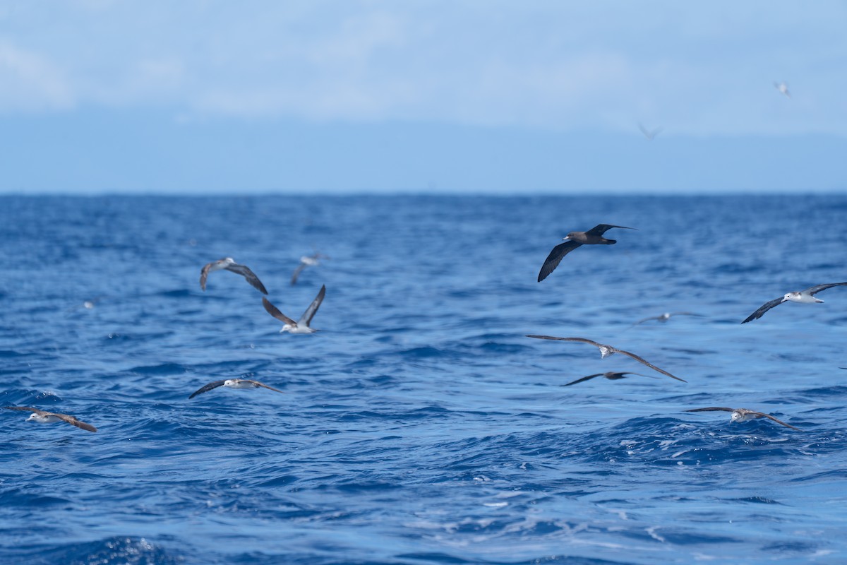 Flesh-footed Shearwater - ML641702044