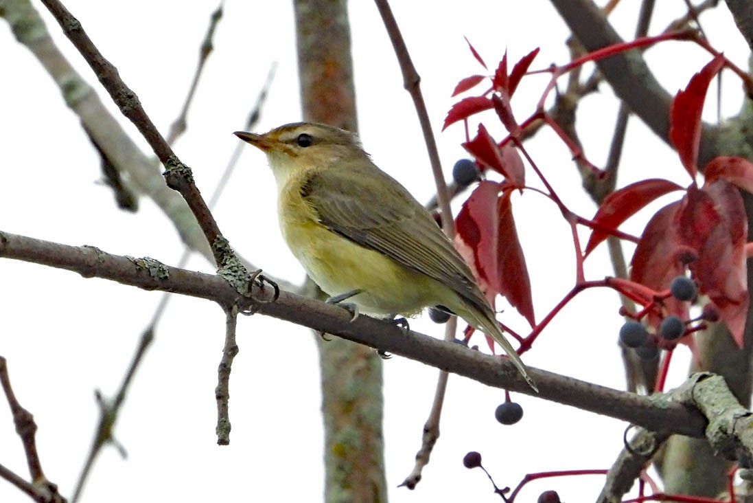 Warbling Vireo - ML641702090