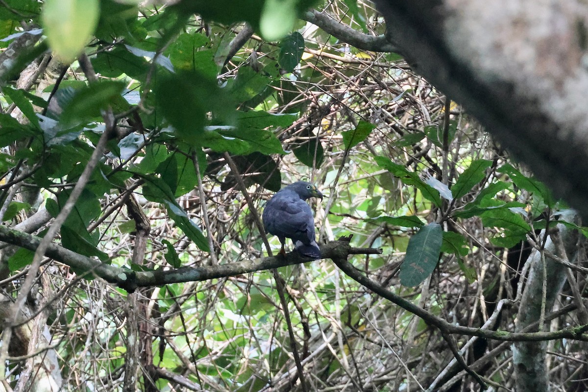 Hook-billed Kite - ML641702102