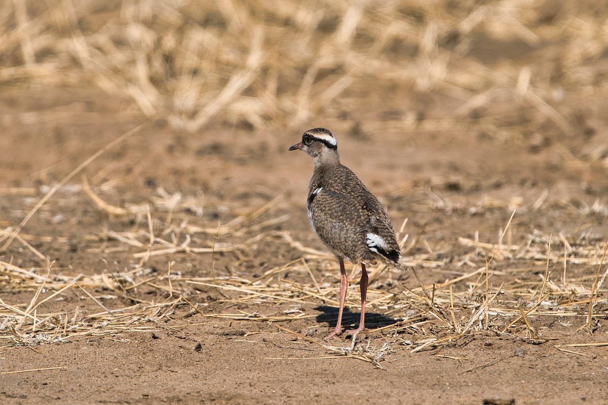 Crowned Lapwing - ML641702106
