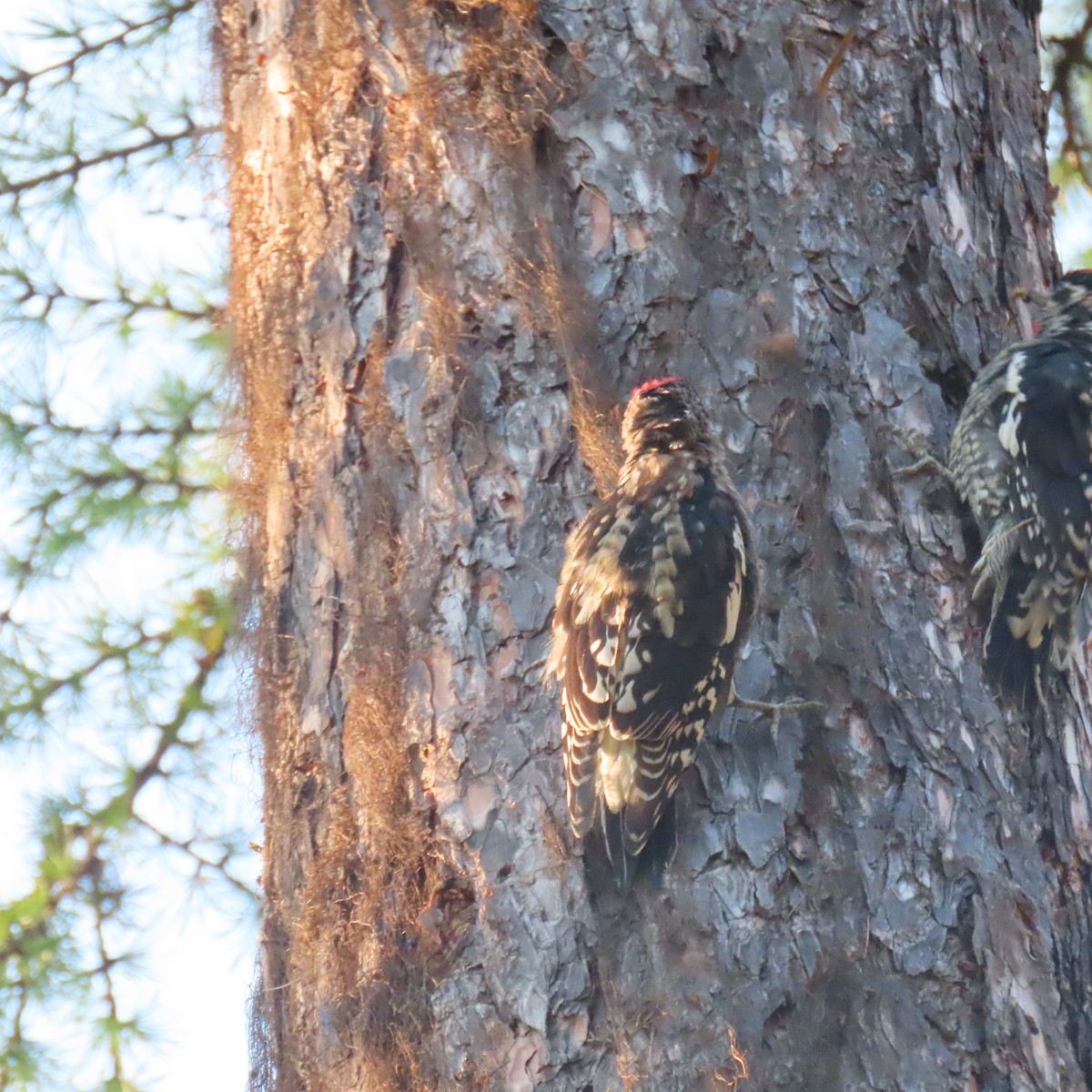 Red-naped Sapsucker - ML641702113