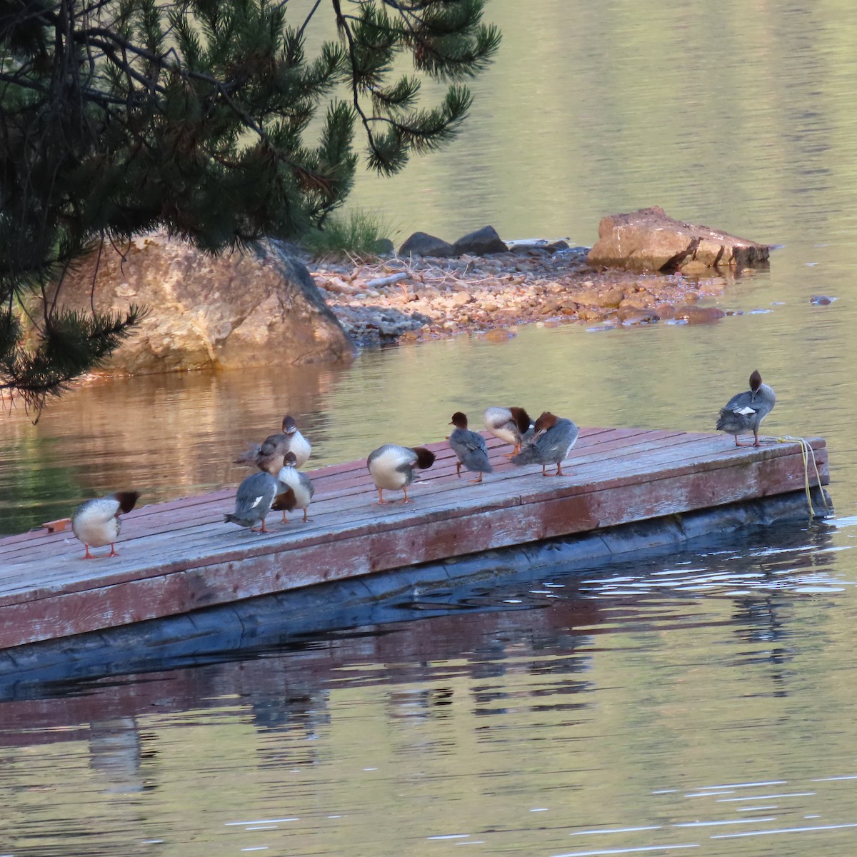 Common Merganser - ML641702129