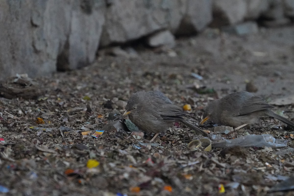 Jungle Babbler - ML641702136