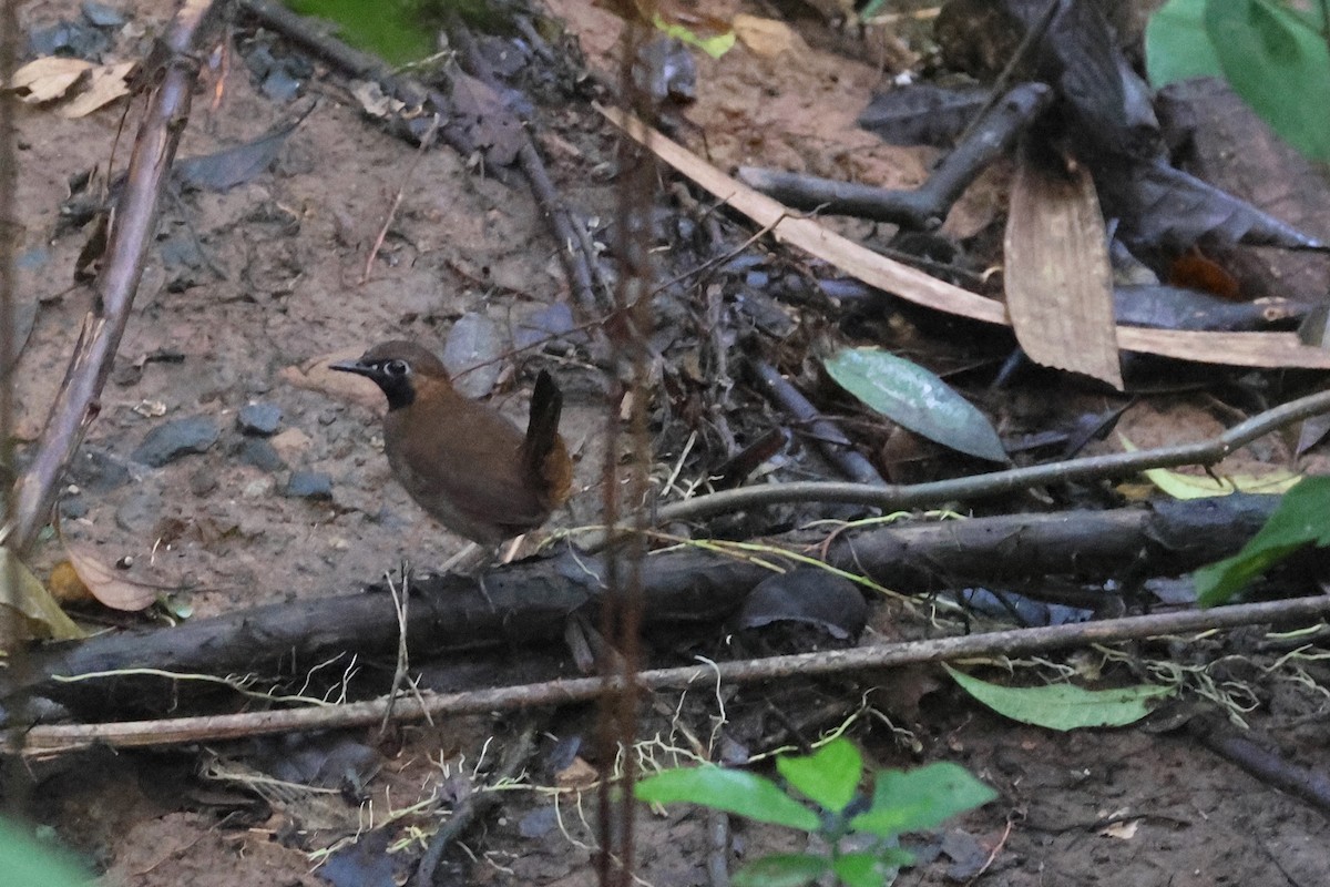 Black-faced Antthrush (Central American) - ML641702150