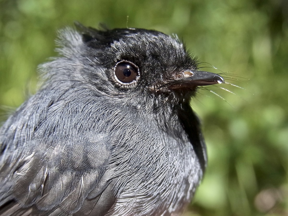 White-tailed Crested Flycatcher - ML641702168