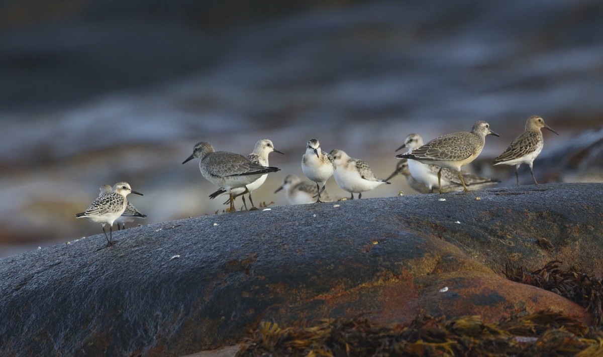 Sanderling - ML641702176