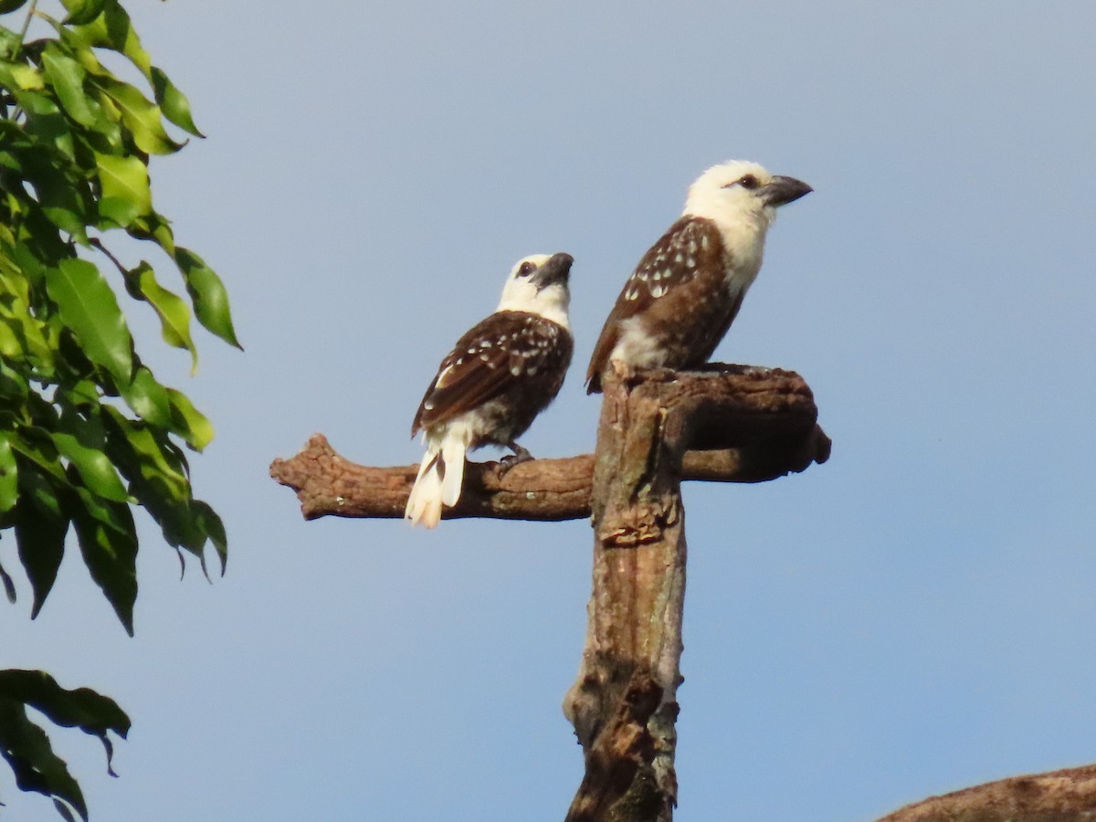 White-headed Barbet - ML641702194