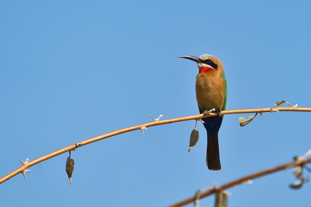 White-fronted Bee-eater - ML641702201