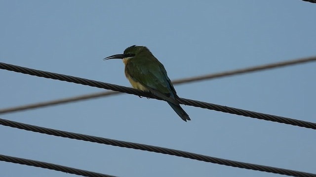 Blue-tailed Bee-eater - ML641702206