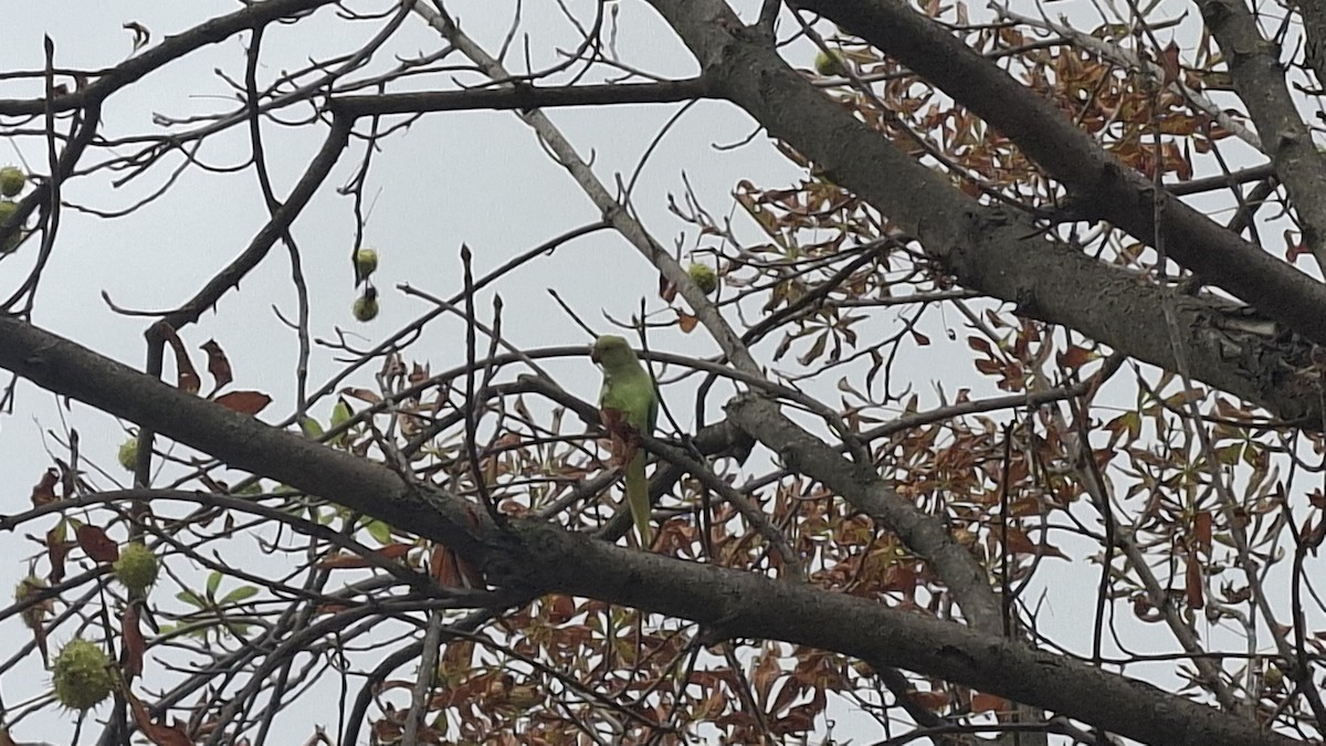 Cotorra de Kramer - ML641702226